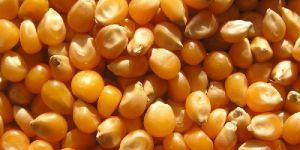 Hybrid Maize Seeds