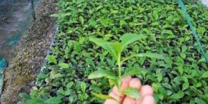 Plant Nursery Service