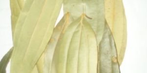 Dried Bay Leaf