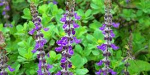 Coleus Forskohlii Root Extract