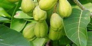 Terminalia Bellirica Extract