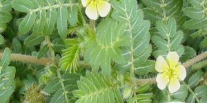 Tribulus Terrestris Extract