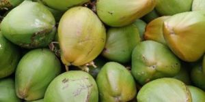 Tender Coconut