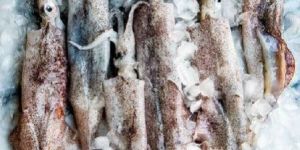 Fresh Squid Fish