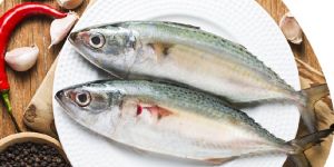 Mackerel Bangda Fish