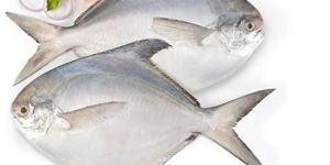 White Pomfret Fish