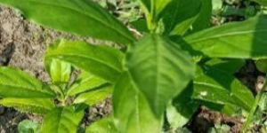 Sarpagandha Medicinal Plant