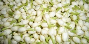 Fresh Jasmine Flower