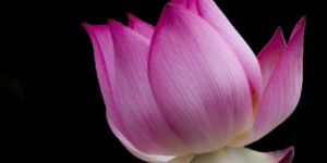Fresh Lotus Flower