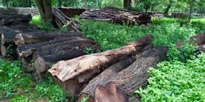 Acacia Wood