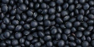 Black Soybean Seeds