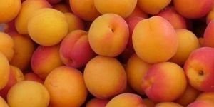 Fresh Apricot