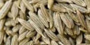 Singapore Cumin Seeds