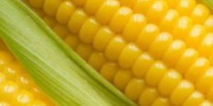 Yellow Maize