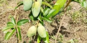 All Time Mango Plant