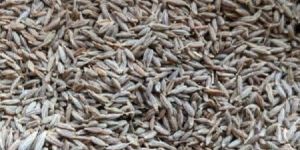 Cumin Seeds
