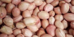 Peanut Kernels