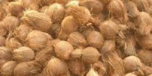 Semi Husked Coconuts