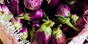 Fresh Brinjal