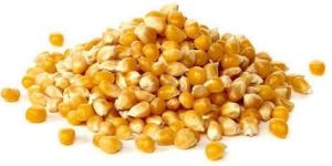 Yellow Maize Seeds