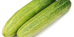 Fresh Cucumber