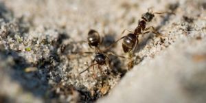 Ant Control Service