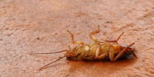 Cockroaches Pest Control Services