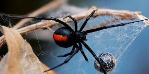 Spider Control Service