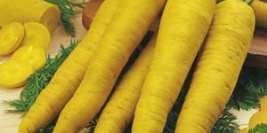 Yellow Carrot