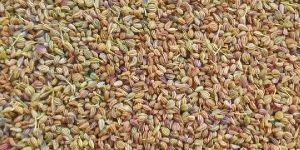 Carom Seeds