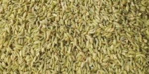 Fennel Seeds