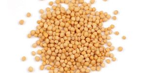 Yellow Mustard Seeds