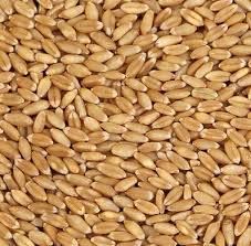 Wheat Seeds