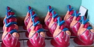 Heart Models