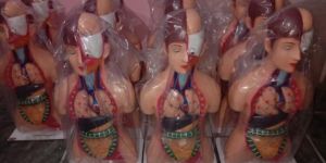 Human Torso Fiber Glass Model