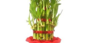 Bamboo Tissue Culture Plant