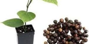 Black Pepper Plant