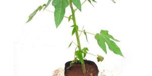 Papaya Plant