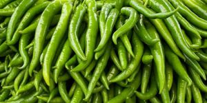 Fresh Green Chilli