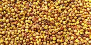 Yellow Jowar Seeds
