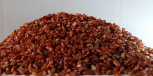 Bride Groom Rice