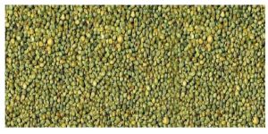 Green Millet Seeds