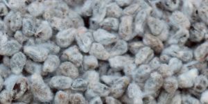 Raw Cotton Seeds