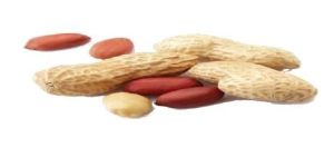 Shelled Peanuts
