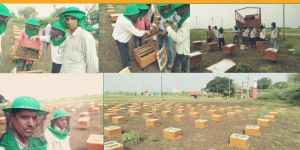 Bee Box Installation Services