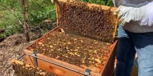 Bee Colonies
