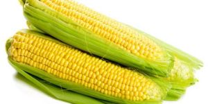 Fresh Sweet Corn