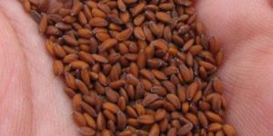 Lepidium Sativum Seeds