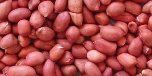 Peanut Kernel