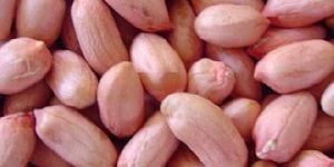 HPS Groundnut Kernels